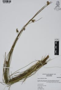 Juncus dichotomus image